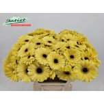 Gerbera MINI Surfer*20