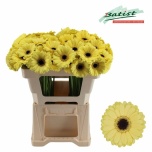 Gerbera MINI Surfer*20
