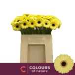Gerbera MINI Surfer*20