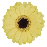 Gerbera MINI Surfer*20