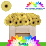 Gerbera MINI Surfer*20