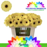 Gerbera MINI Surfer*20