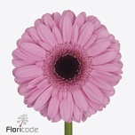 Gerbera MINI Talent*20