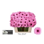 Gerbera MINI Talent*20