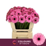 Gerbera MINI Talent*20