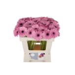 Gerbera MINI Talent*20