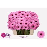 Gerbera MINI Talent*20
