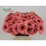 Gerbera MINI Vidal*20
