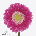 Gerbera MINI Wonderwall*20