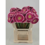 Gerbera MINI Wonderwall*20