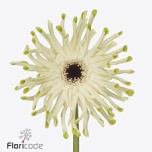 Gerbera KV Pastini Arona*10