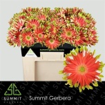 Gerbera KV Rivello*10
