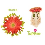 Gerbera KV Rivello*10