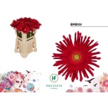 Gerbera KV Pasta Brenn*10
