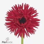 Gerbera MS Punki Arthur*20