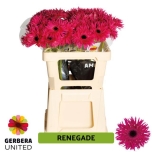 Gerbera Renegade*10