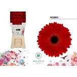 Gerbera GR Rodeo*15