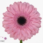 Gerbera GR Pre-Semmy*15