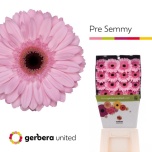 Gerbera GR Pre-Semmy*15