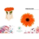 Gerbera MS Firecracker*20