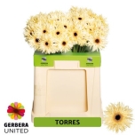 Gerbera Torres (pakis 10 tk)