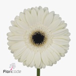 Gerbera GR White House*15