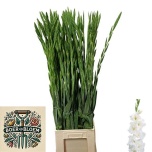 Gladiolus Gladiool Amsterdam