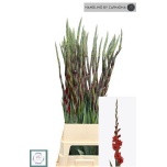 Gladiolus Gladiool Costello