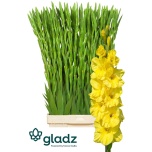 Gladiolus Gladiool Bra Val 120cm
