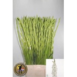Gladiolus Gladiool Essential