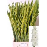 Gladiolus Gladiool Essential