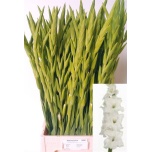 Gladiolus Gladiool Essential