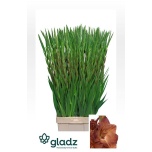 Gladiolus Gladiool Indian Summer
