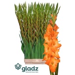 Gladiolus Gladiool Live Oak 120-130cm