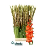 Gladiolus Gladiool Live Oak