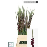 Gladiolus Gladiool Mahler