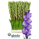 Gladiolus Gladiool Mojito