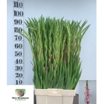 Gladiolus Gladiool Priscilla 100-110cm