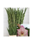 Gladiolus Gladiool Priscilla 100-110cm