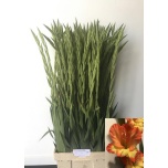 Gladiolus Gladiool Princes Margaret