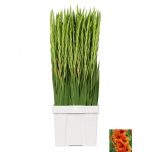 Gladiolus Gladiool Prince of Orange 100-110cm