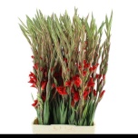 Gladiolus Gladiool Red Balance