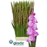 Gladiolus Gladiool Rosette 120-130cm