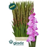 Gladiolus Gladiool Rosette