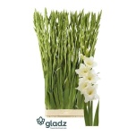 Gladiolus Gladiool Speed Date
