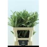 Grevillea Ivanhoe Bronze 50cm tk