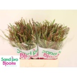 Grevillea Ivanhoe 60cm tk