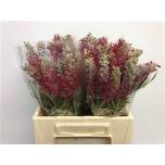 Grevillea Misty Red 40cm