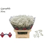 Gypsophila Kipslill Hora
