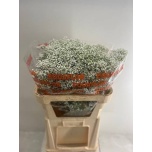 Gypsophila Kipslill Million Star
